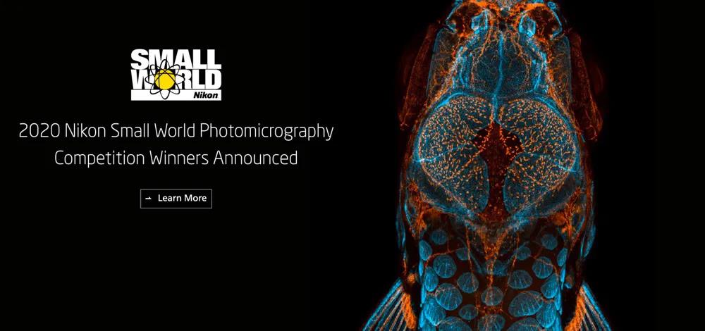 藝術(shù)與科學(xué)之間如何交融？2020尼康顯微攝影大賽揭曉
