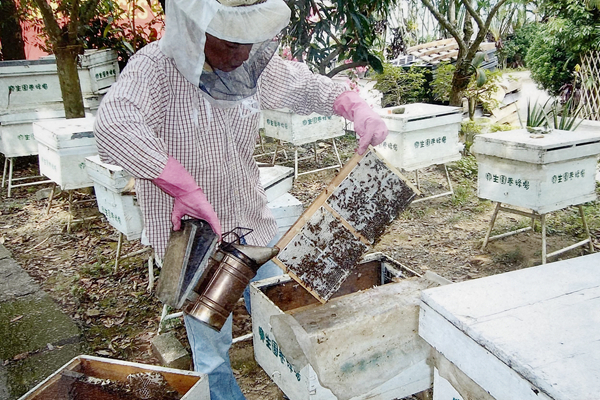 庭檜花開蜂蜜香——香港百年蜂場(chǎng)