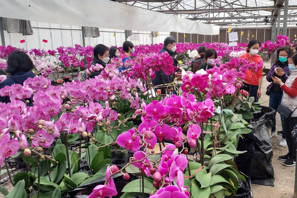 年宵攤檔減半料蝕入肉 花農(nóng)呼籲市民撐本地花