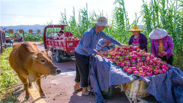 廈門火龍果基地帶動(dòng)鄉(xiāng)村振興