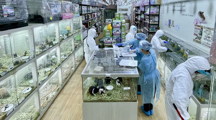 港大研究首證實(shí)倉(cāng)鼠染Delta傳人