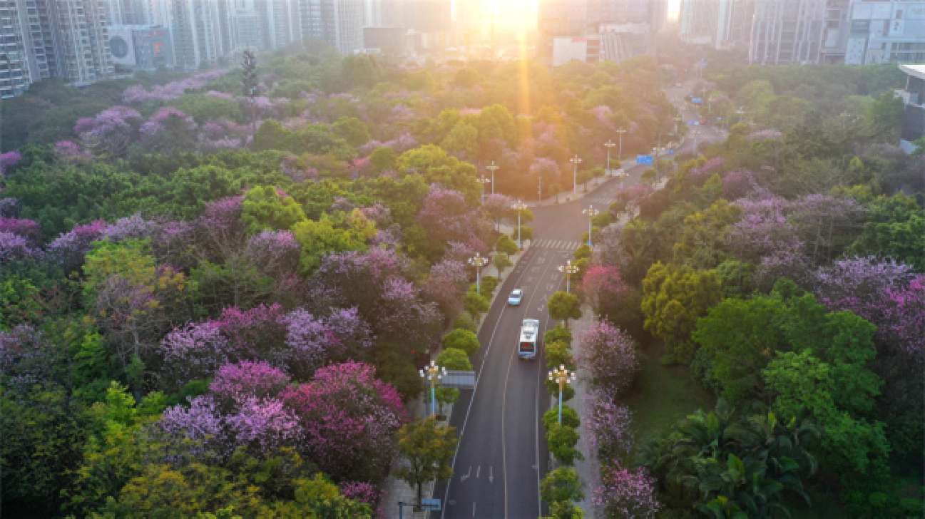 花與工業(yè)共長 廣西柳州近30萬株洋紫荊迎最美花期