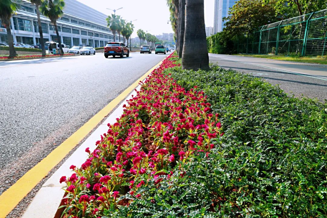 廈門思明：一鍵提升道路綠化環(huán)境