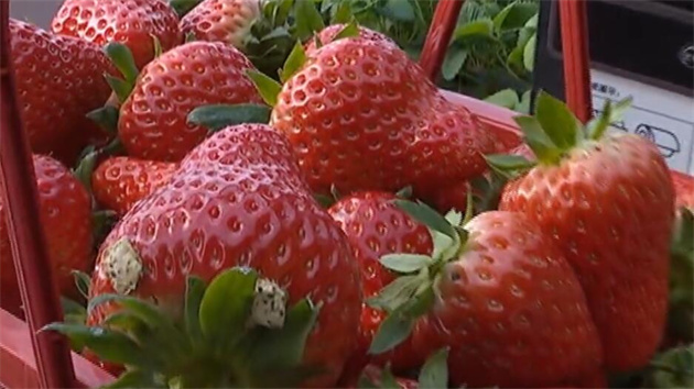 有片 ｜「莓」好時(shí)光 雙陽奢嶺草莓迎來成熟季