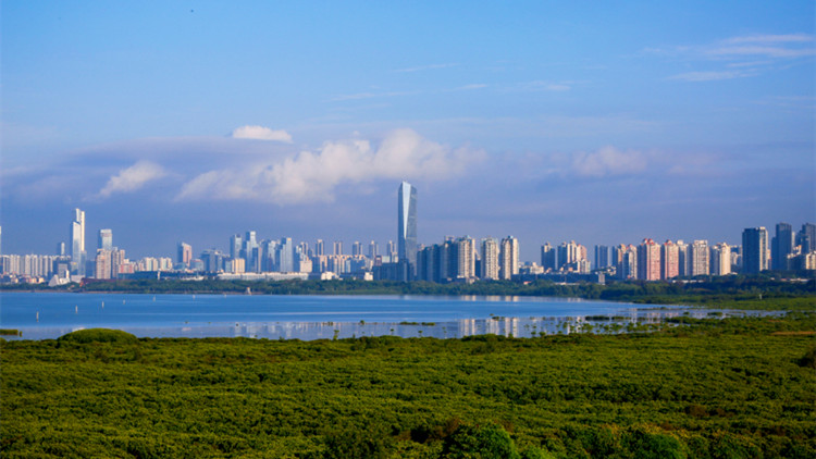 福田紅樹林濕地晉級「國際圈」 TA們「投」下關(guān)鍵票