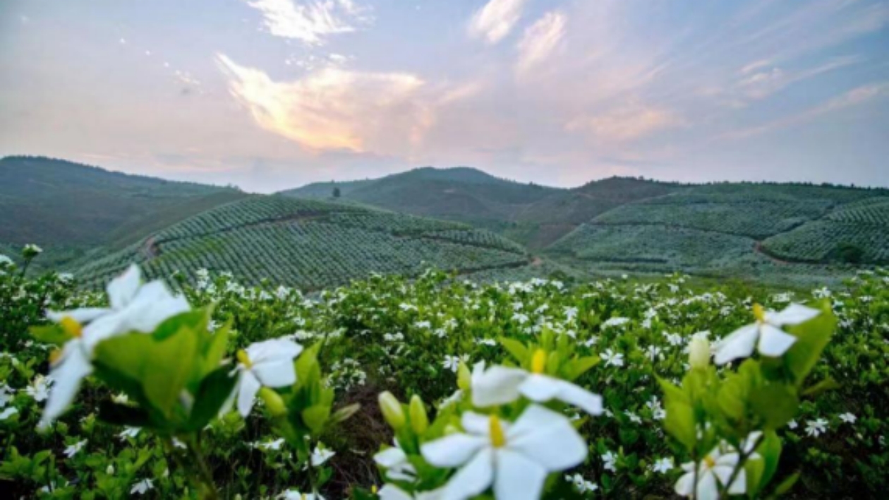 長(zhǎng)沙寧鄉(xiāng)：梔子花開，開出鄉(xiāng)村振興康莊道