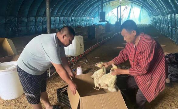 長(zhǎng)春市雙陽(yáng)區(qū)水利局：產(chǎn)業(yè)幫扶送鵝雛 庭院經(jīng)濟(jì)助振興