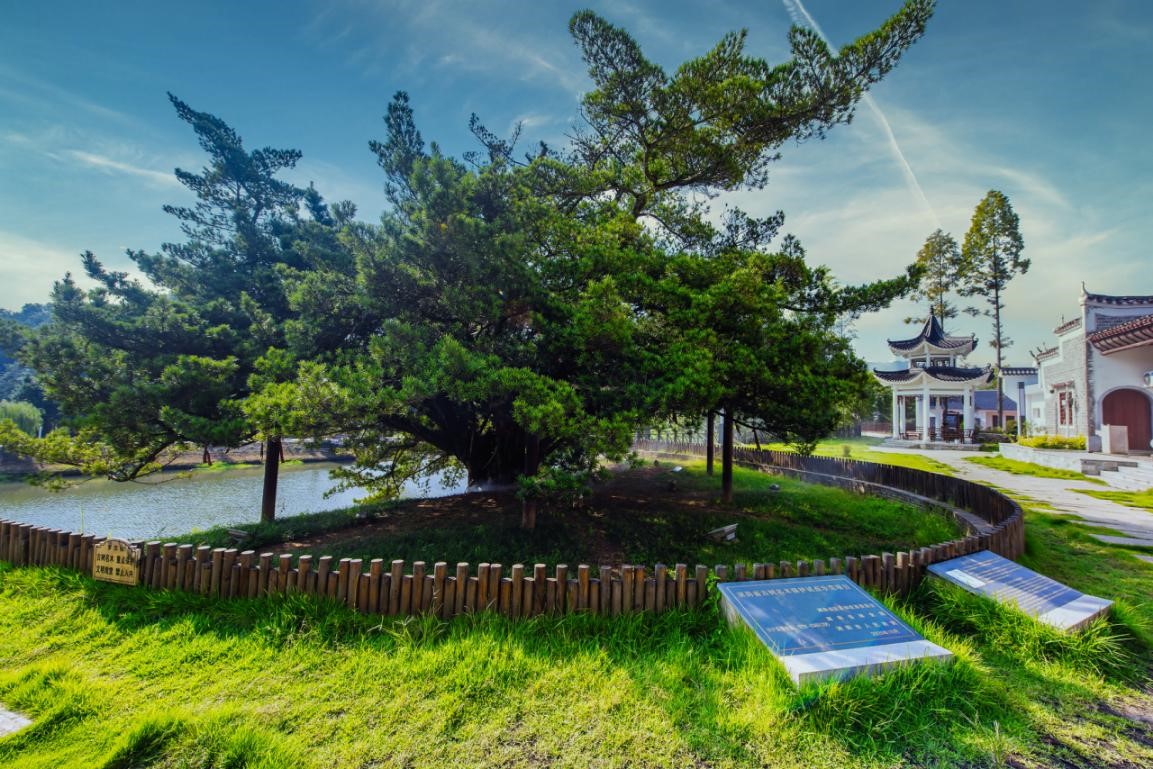 湖南四處古樹(shù)入選央視「古樹(shù)下的告白」活動(dòng)名單