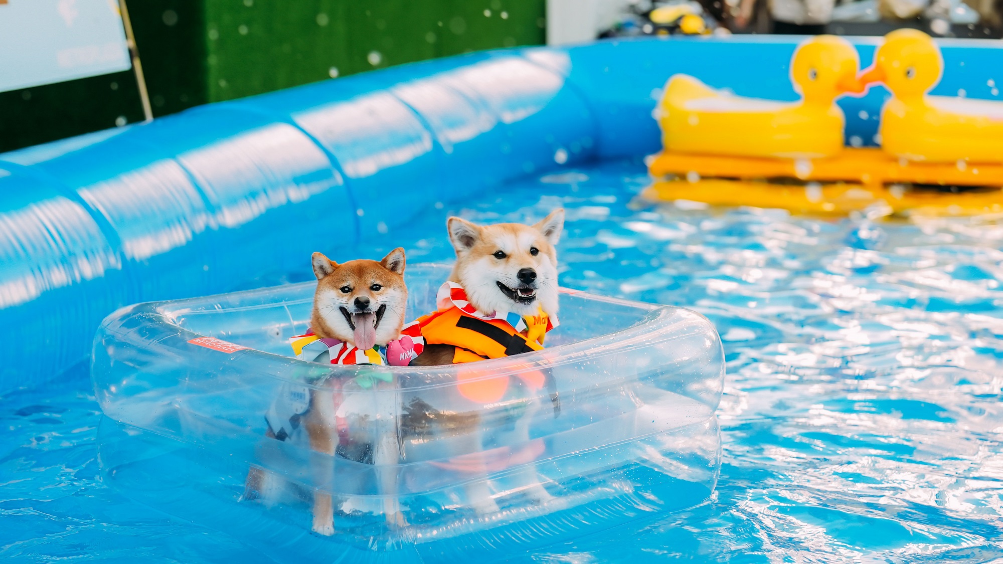 【玩樂(lè)】商場(chǎng)毛孩遊樂(lè)場(chǎng) 夏日寵物好去處