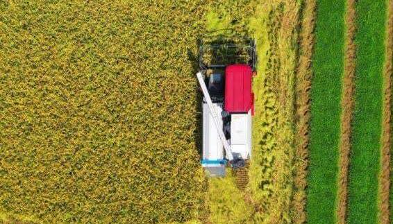 2023年中國早稻總產(chǎn)量2833.7萬噸  同比增長0.8%