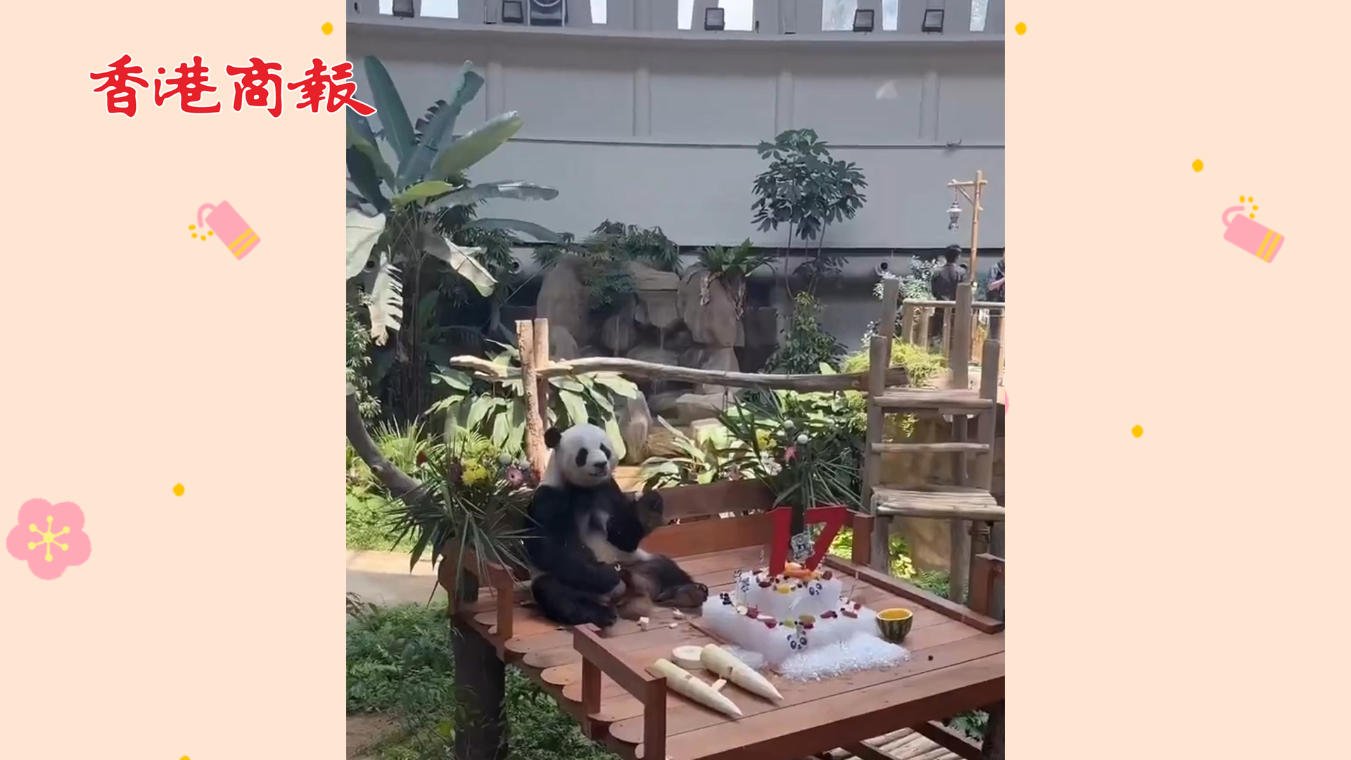有片丨旅馬大熊貓 「興興」和「靚靚」迎來(lái)17歲生日會(huì)