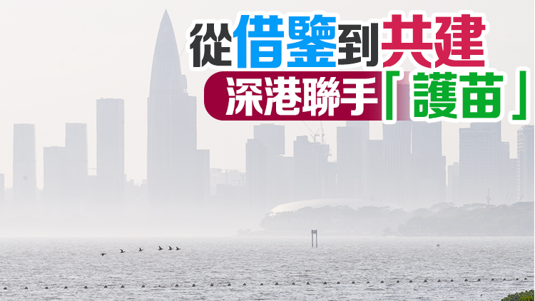深港雙城記｜港深濕地結(jié)成「姊妹保護區(qū)」 一衣帶水共育紅樹林