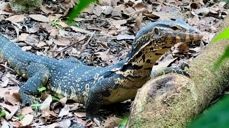 消息指嘉道理農(nóng)場(chǎng)走失水巨蜥已尋回