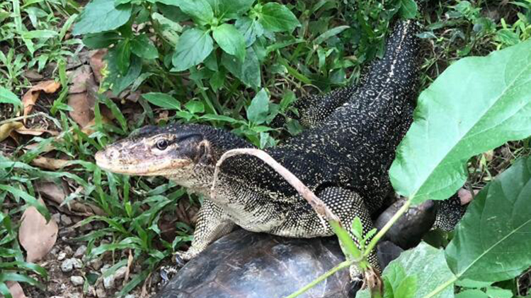 嘉道理農(nóng)場(chǎng)︰已尋回早前走失的水巨蜥