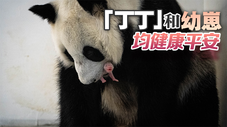 旅俄大熊貓首誕幼崽 莫斯科市長(zhǎng)發(fā)文祝賀