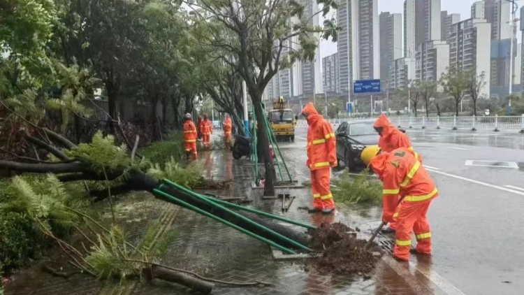江門新會(huì)城管及時(shí)清理倒伏樹(shù)木 做好全方位應(yīng)急保障