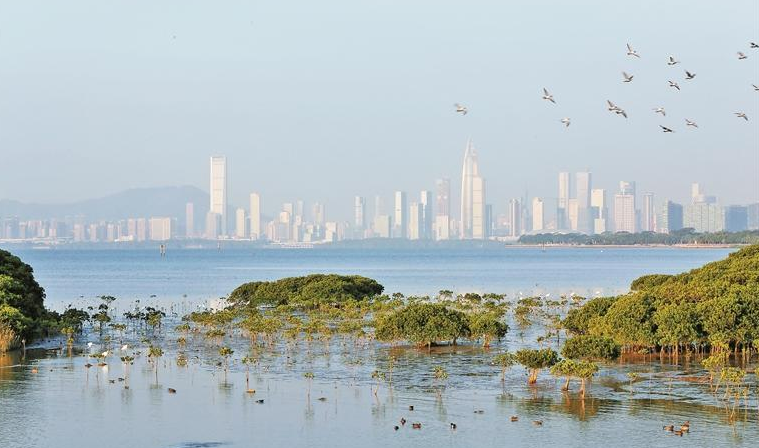 全國首單紅樹林保護(hù)碳匯將在深拍賣 為生態(tài)產(chǎn)品價值實現(xiàn)提供「深圳經(jīng)驗」