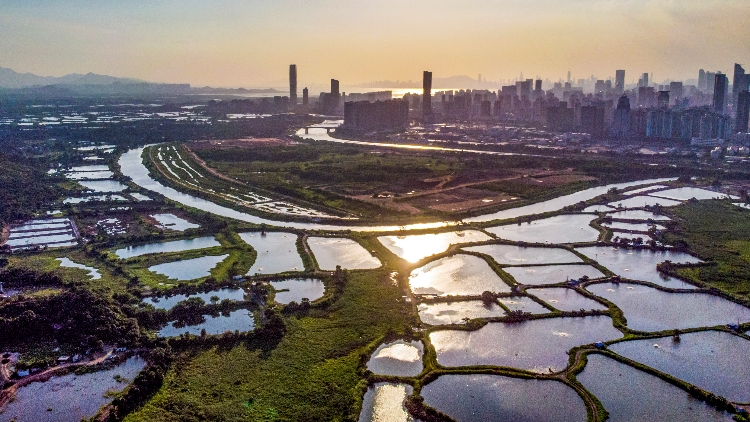 【詩歌】黑臉琵鷺，在深港河套起舞