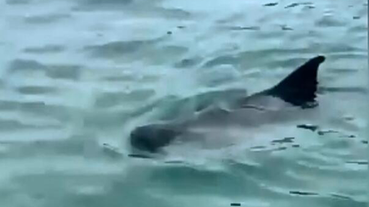 深水灣對出海域發(fā)現懷疑鯨魚