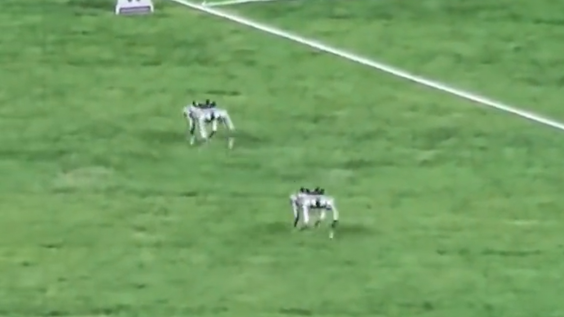 有片丨萌萌的！亞運賽場上電子狗擔起運送鐵餅「重」任