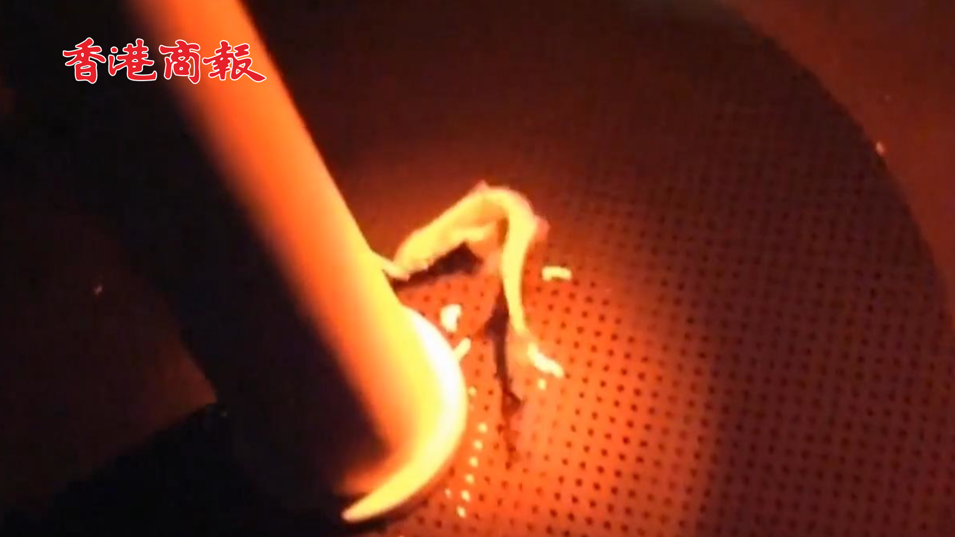 有片丨首例！日本一企業(yè)用人造子宮培育出鯊魚