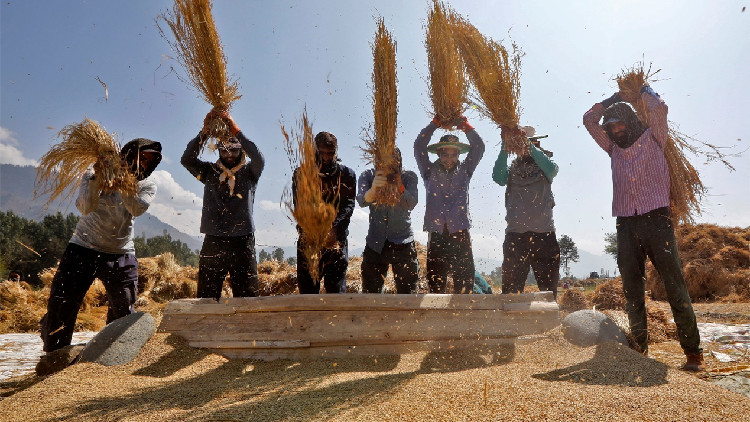 聯(lián)合國糧農(nóng)組織：世界榖物庫存預(yù)報(bào)創(chuàng)新高