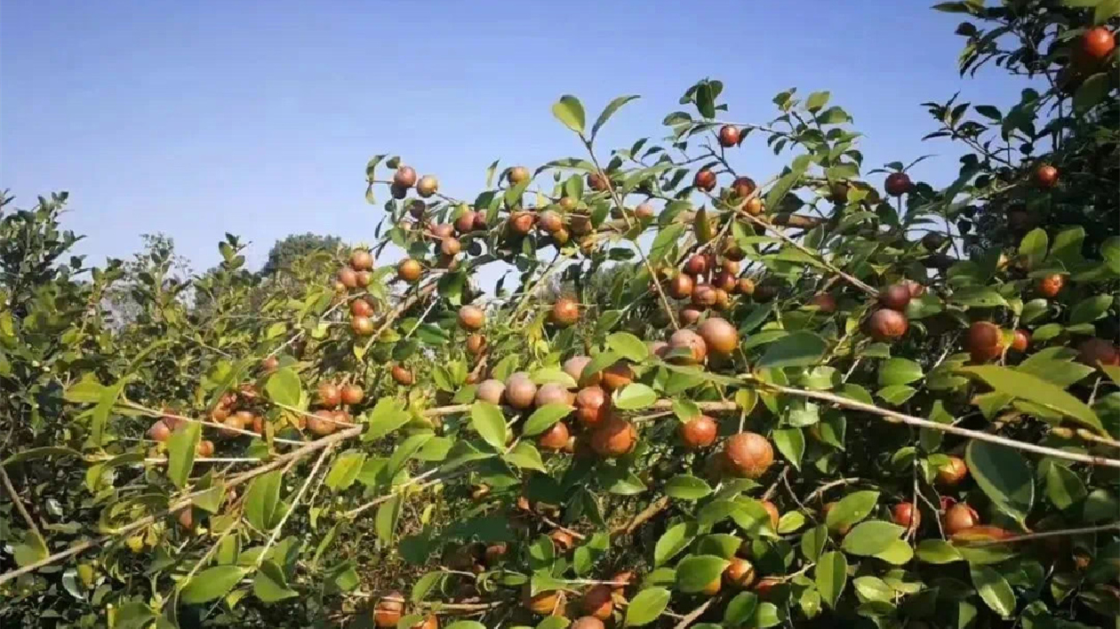 湖南多措並舉發(fā)展油茶產業(yè)  支持企業(yè)借力金融資本