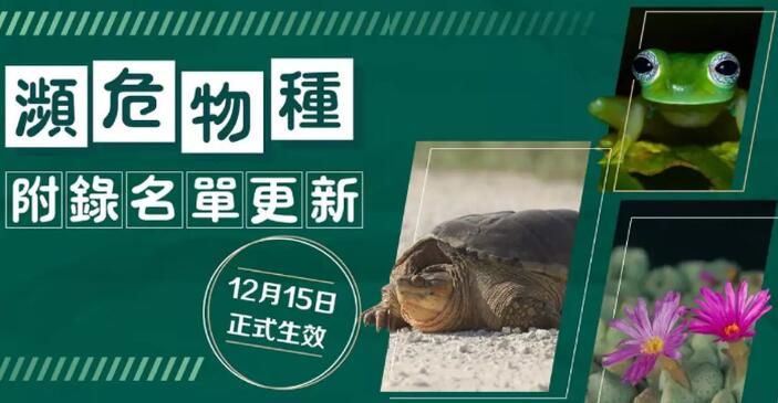 政府刊憲將更多瀕危物種納入受管制名單 涉淡水龜鯊魚(yú)海參等