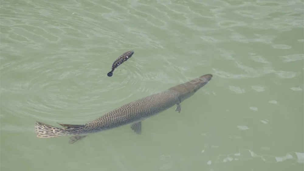 啟德河現(xiàn)一米長(zhǎng)大魚(yú) 漁護(hù)署證實(shí)為福鱷 籲勿隨意放生