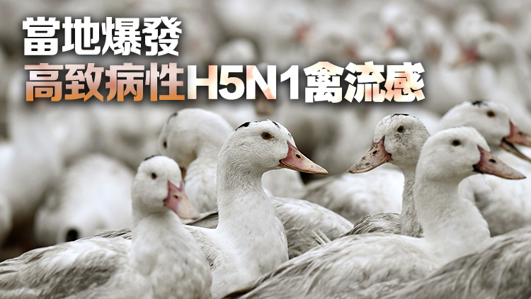 俄羅斯和加拿大部分地區(qū)爆發(fā)禽流感 港暫停疫區(qū)禽類產(chǎn)品進口