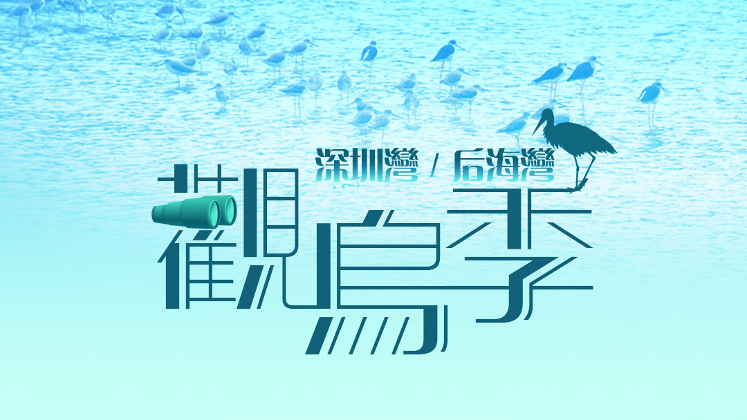 72小時(shí)全景直播回顧｜深圳灣/后海灣最美觀(guān)鳥(niǎo)季