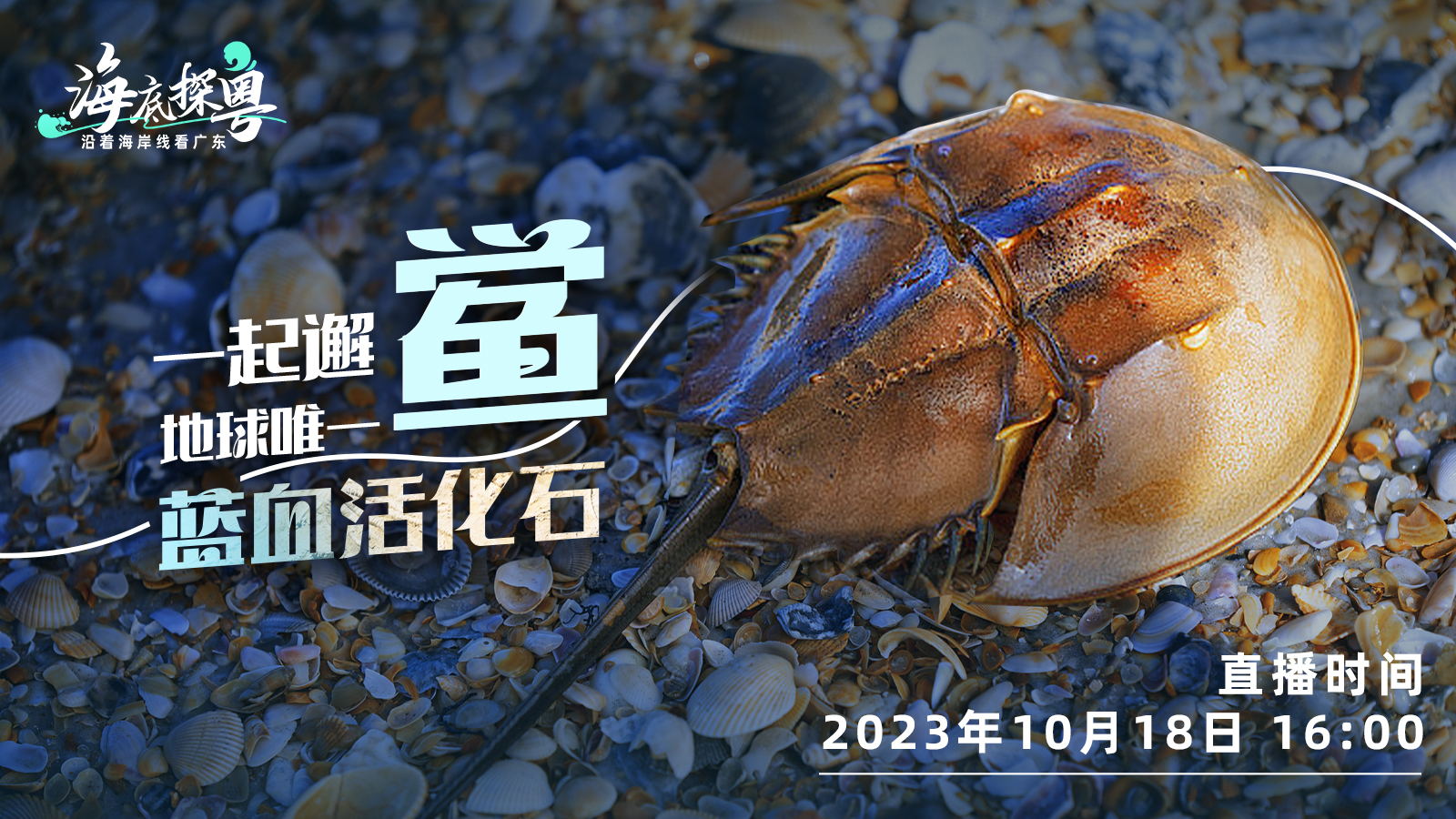 直播 | 一起邂「鱟」地球唯一「藍(lán)血活化石」！