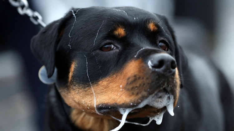 惡犬傷人頻發(fā)！深圳這25種犬禁養(yǎng)