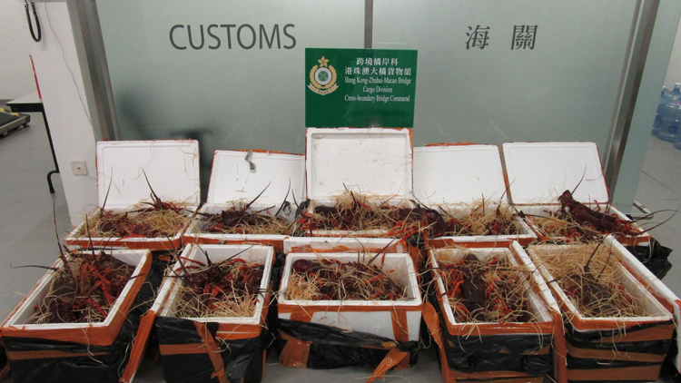 海關(guān)檢獲194公斤懷疑走私活龍蝦 46歲私家車司機被捕