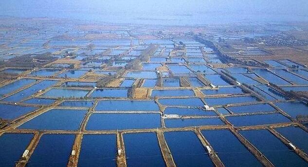 白皮書：中國水產(chǎn)養(yǎng)殖產(chǎn)量連續(xù)32年穩(wěn)居世界第一