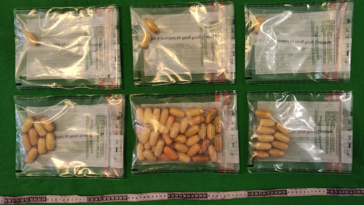 海關(guān)於機(jī)場(chǎng)偵破旅客體內(nèi)藏720克可卡因市值約77萬(wàn)元