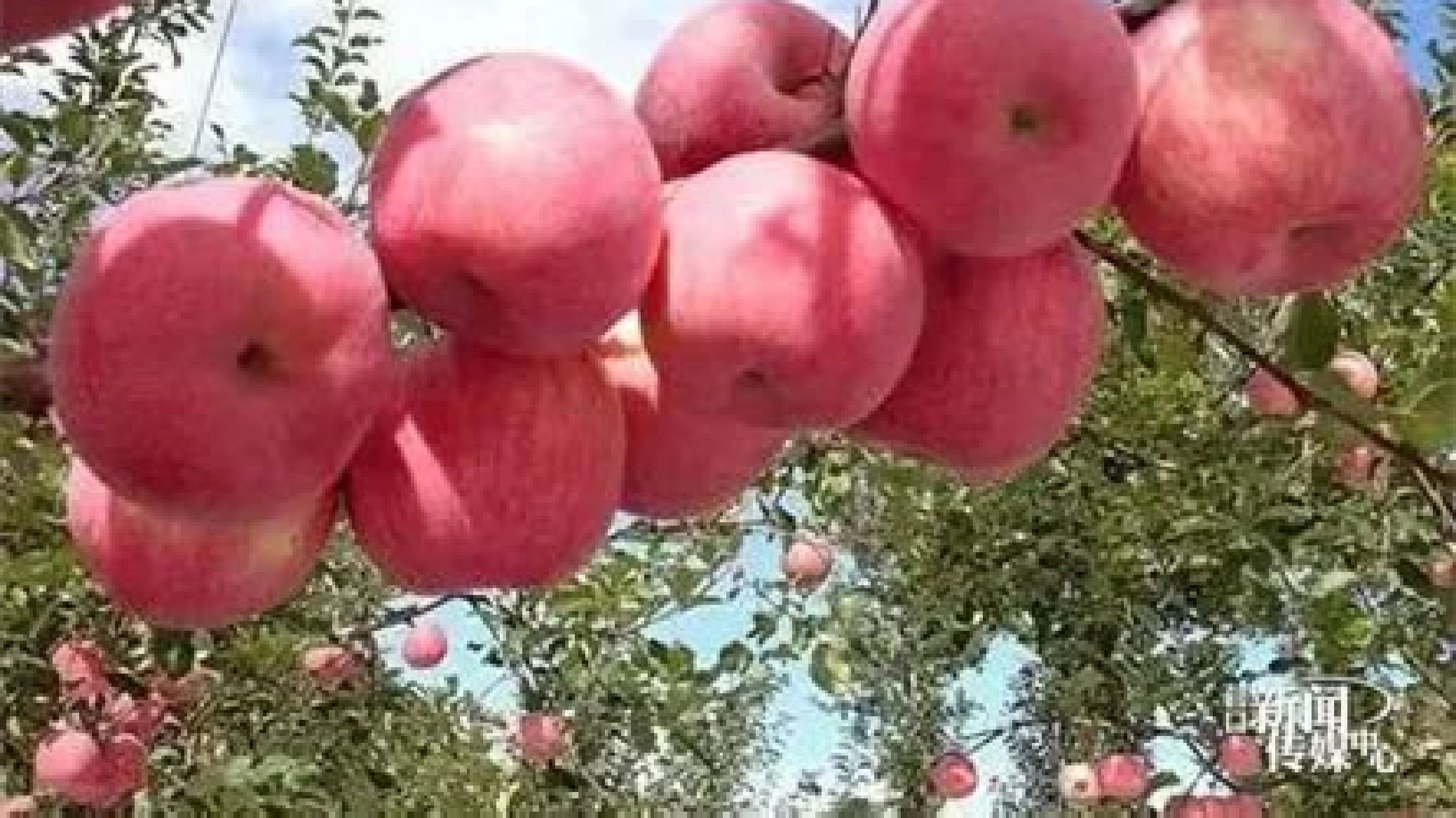 營口蓋州市獲評國家農(nóng)產(chǎn)品質(zhì)量安全縣