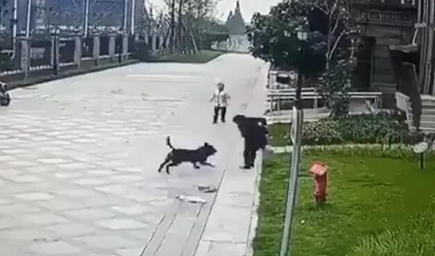 成都遭烈犬撕咬女童右腎已保住 恢復(fù)情況良好