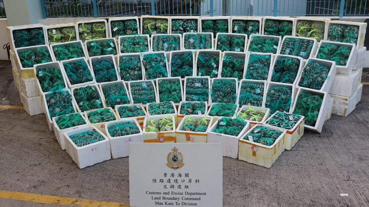 海關及食環(huán)署於文錦渡檢獲3.4噸走私大閘蟹 拘一貨車司機