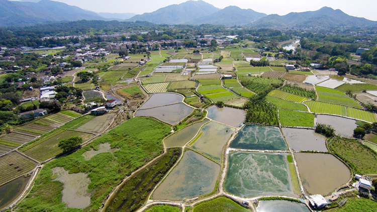 河上鄉(xiāng)及沙羅洞保育項(xiàng)目資助獲批 涉款2700萬(wàn)