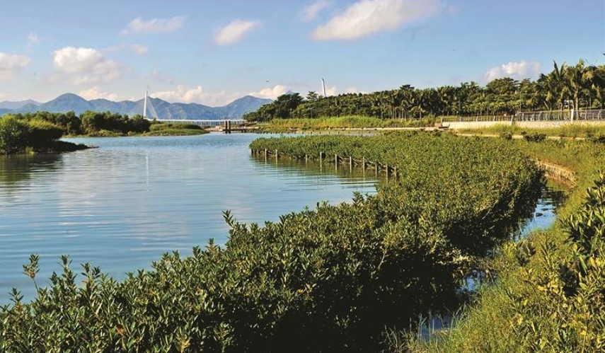 深圳穩(wěn)步推進(jìn)國際紅樹林中心籌建工作 力爭2035年前建成國際濕地城市