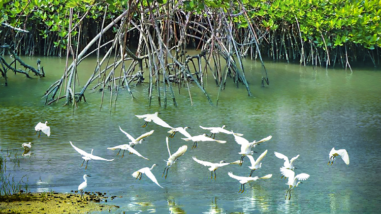 深圳紅樹林保護修復(fù)顯成效 近十年增長百餘公頃