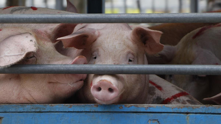 元朗流浮山一豬場16頭豬感染非洲豬瘟 護(hù)護(hù)署將銷毀豬隻