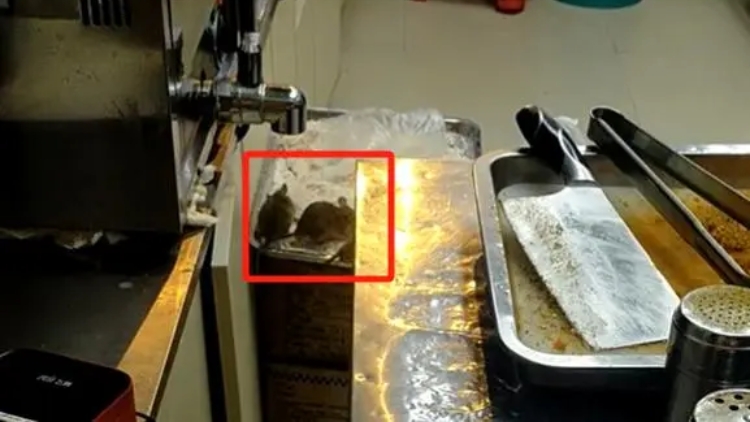 官方通報「張家界景區(qū)小吃店老鼠紮堆亂竄」：屬實，涉事正新雞排加盟店已被查封