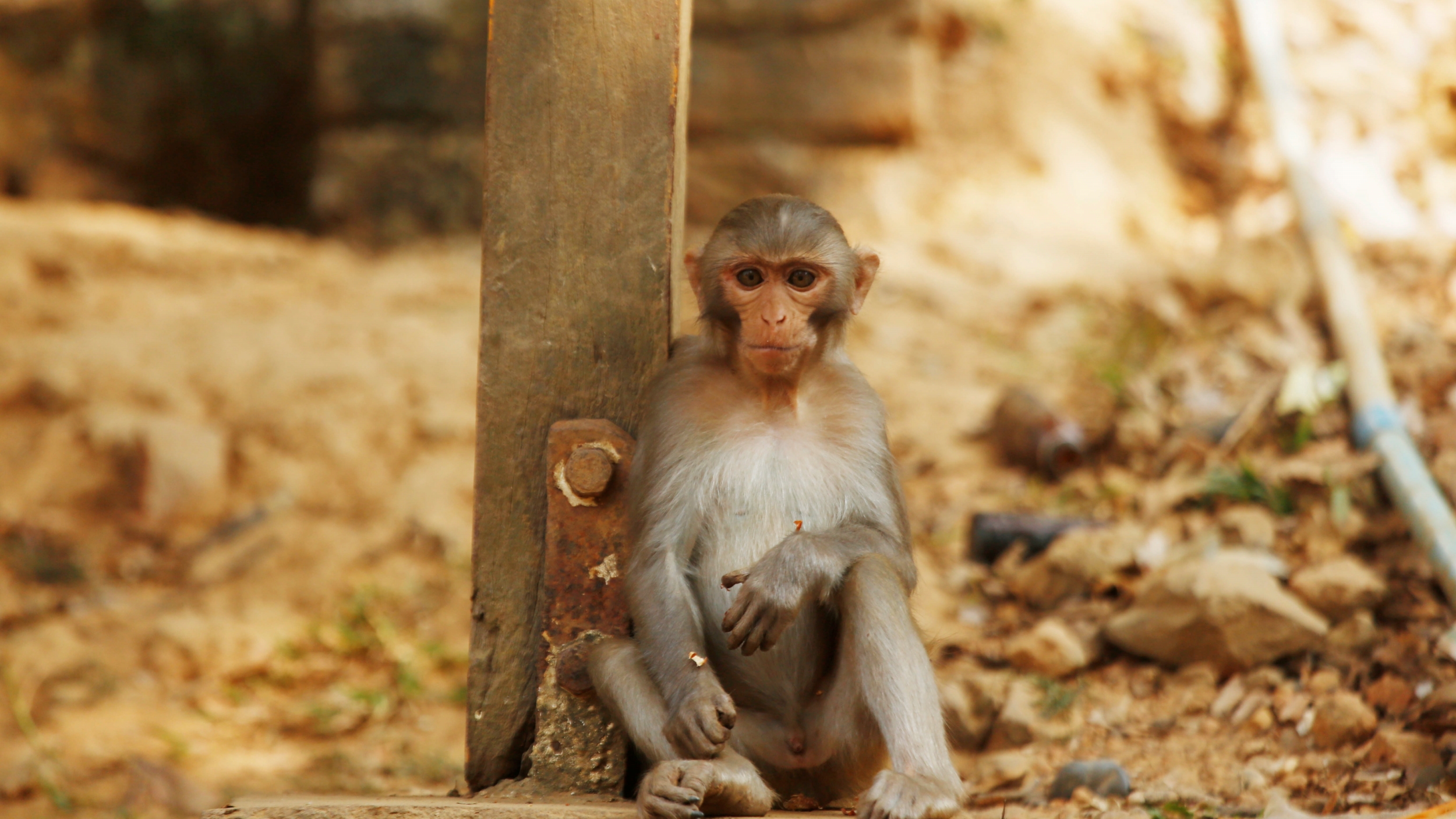 我國科學(xué)家首次成功構(gòu)建胚胎幹細(xì)胞嵌合體猴