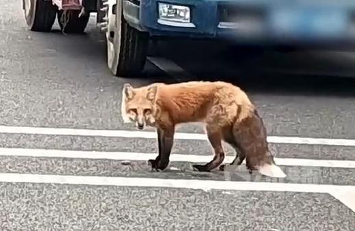 深圳陽(yáng)臺(tái)山驚現(xiàn)野生狐貍 網(wǎng)友：生態(tài)環(huán)境太好了