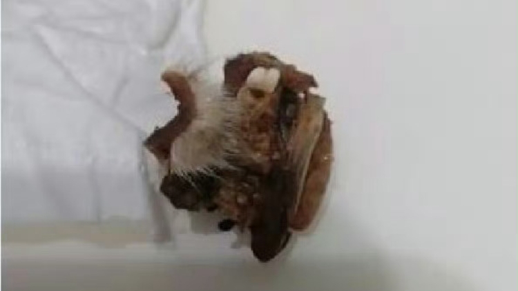 追蹤報(bào)道 | 湖南懷化一小學(xué)被曝食堂中吃出疑似鼠頭異物 聯(lián)合調(diào)查組通報(bào)：疑似異物為兔頭唇部