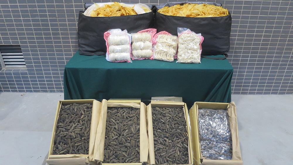 深圳灣管制站跨境私家車報(bào)稱空載 海關(guān)於車尾箱檢獲走私參茸海味