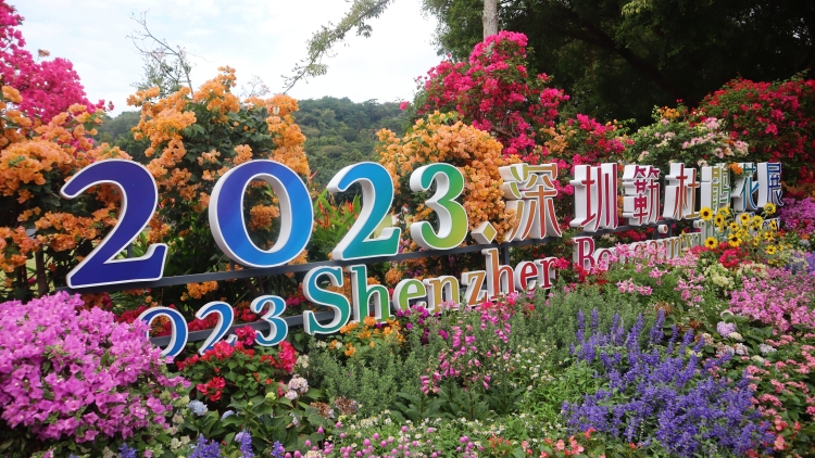 圖集 | 深圳簕杜鵑花開(kāi)展 港人北上賞花好去處