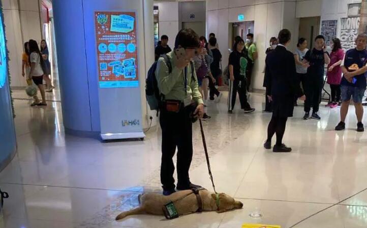 導盲犬Funny執(zhí)勤暈倒送院 經(jīng)搶救無效離世